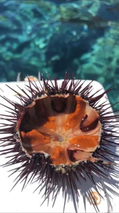Appartamento Al Centro Di Ustica Isola di Ustica Екстер'єр фото